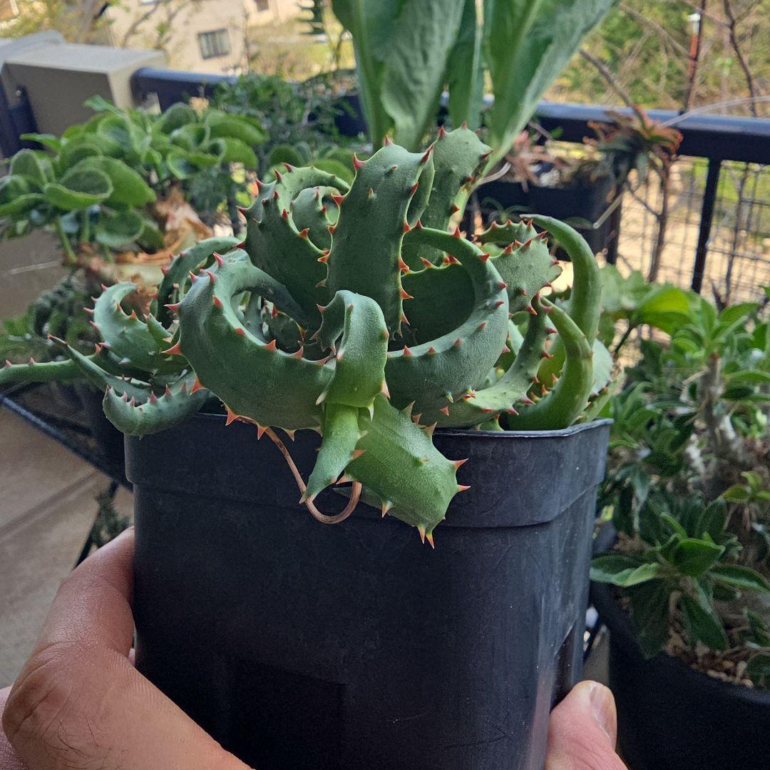 カスティロニアエ　アロエ