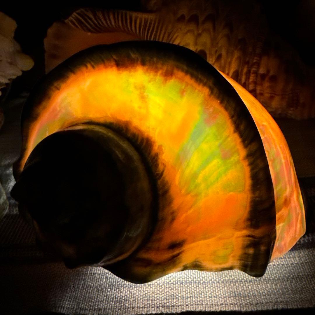 大型夜光貝 真珠磨き インテリア 飾り物 アクセサリー オブジェ - メルカリ