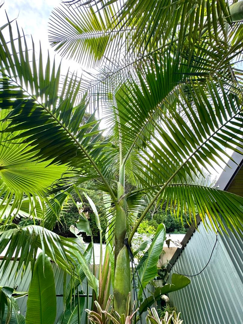 ヤシの木 2.7M ユスラヤシモドキ　バンガローパーム　ユスラヤシ