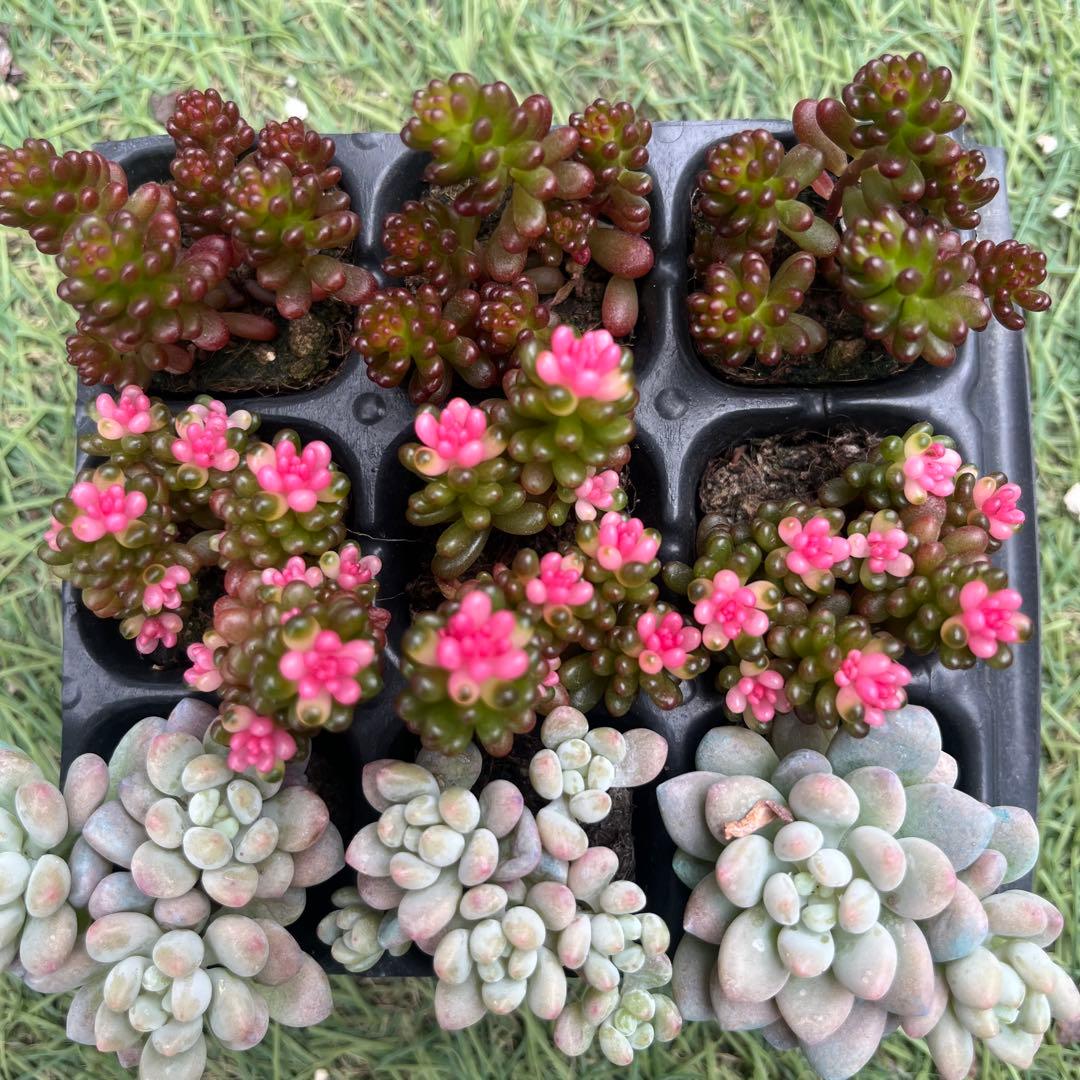 レッドベリー錦入り3種9苗セット51 多肉植物 - メルカリ