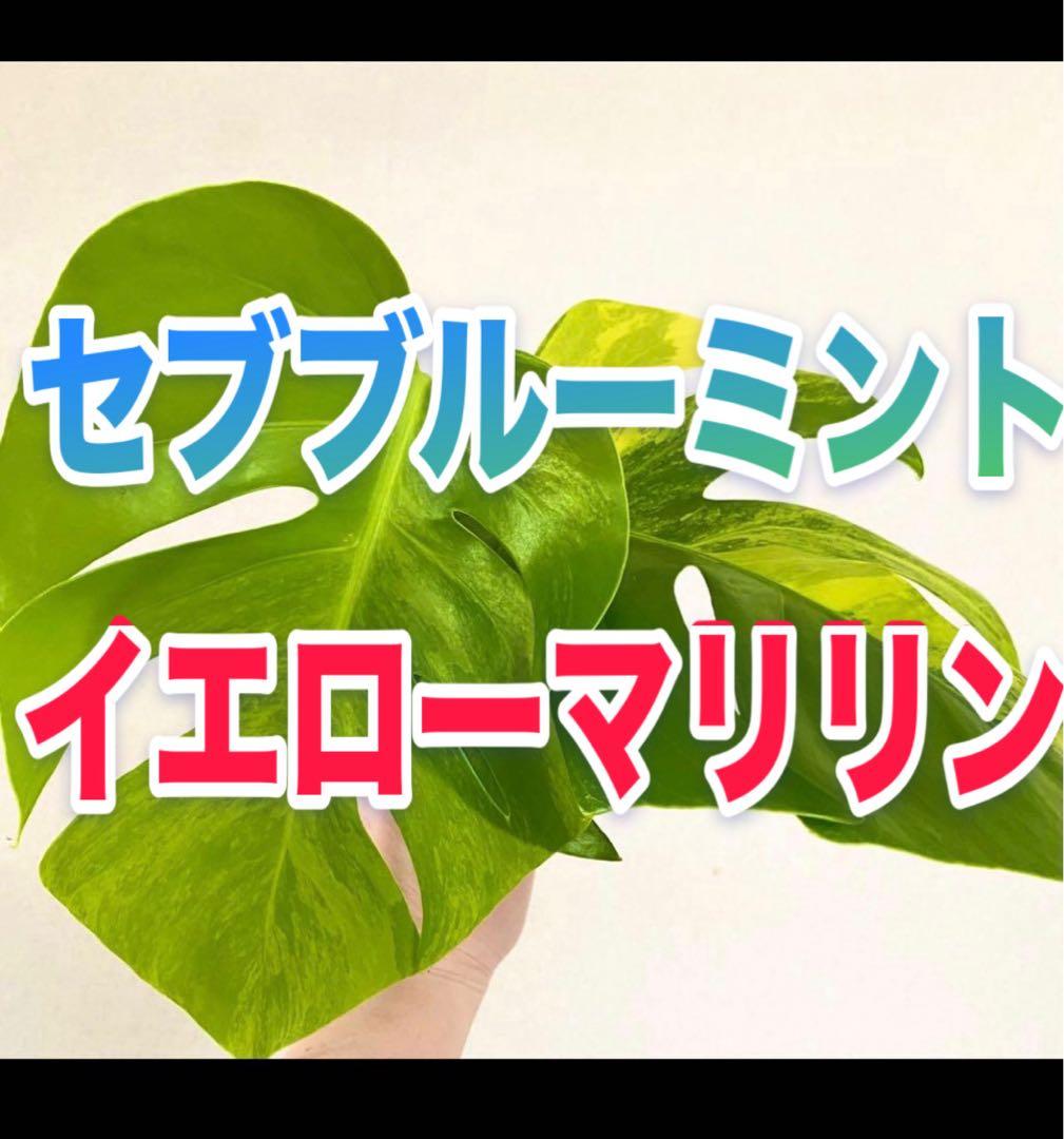 新芽／脇芽／成長点有／セブブルーミント／イエローマリリン