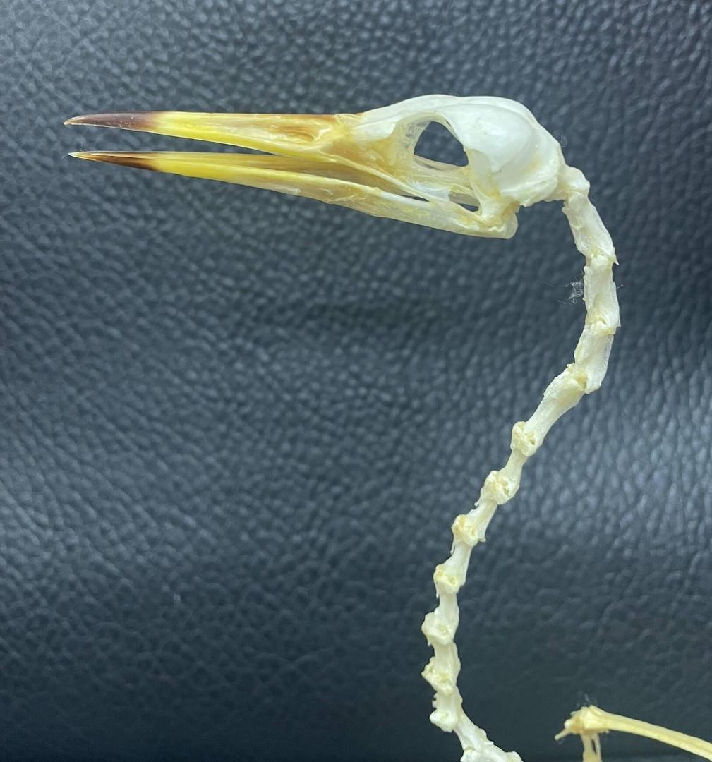 ジャワアカガシラサギの骨格標本