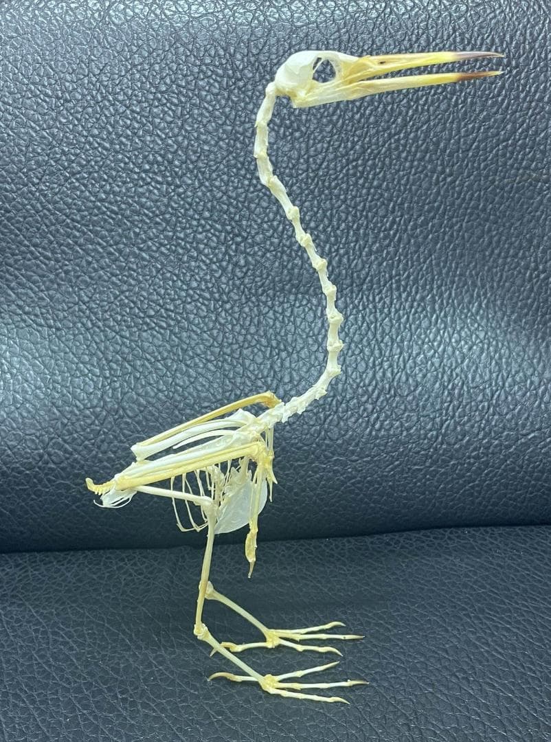 ジャワアカガシラサギの骨格標本