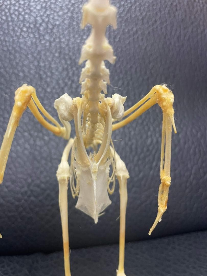 ジャワアカガシラサギの骨格標本