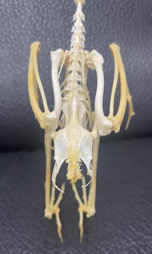 ジャワアカガシラサギの骨格標本