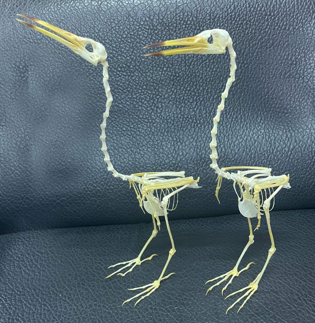 ジャワアカガシラサギの骨格標本