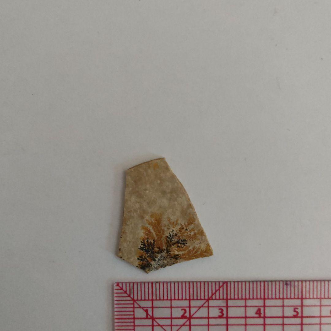 忍石　標本　石　採掘　発掘　考古学　Dendrite