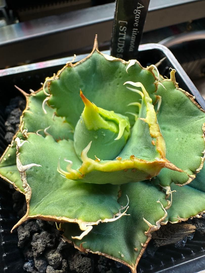 アガベ　オテロイ　STUDS 5th　中株