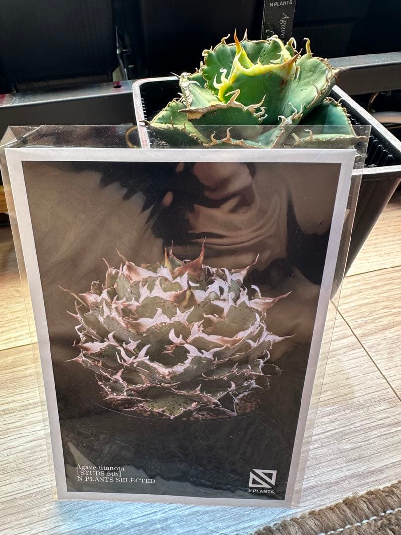 アガベ　オテロイ　STUDS 5th　中株