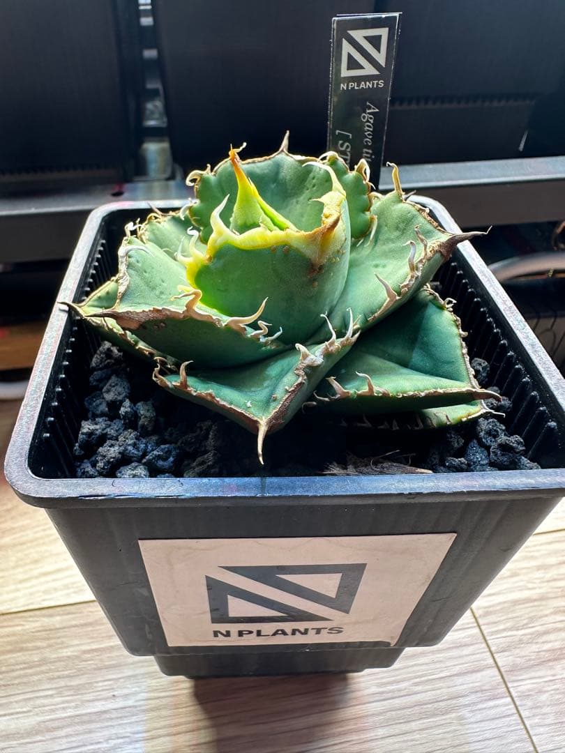 アガベ　オテロイ　STUDS 5th　中株