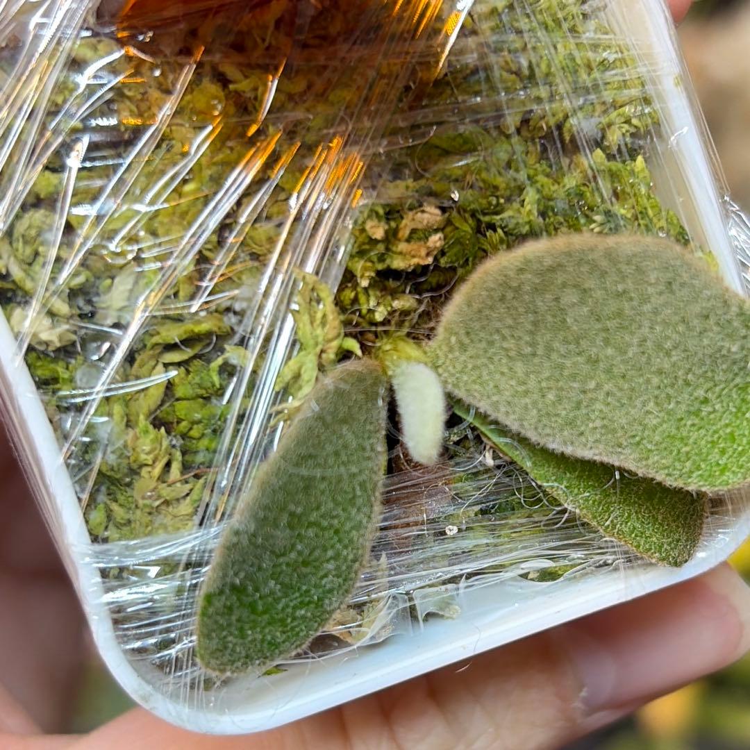 ビカクシダ Ferret sporeling