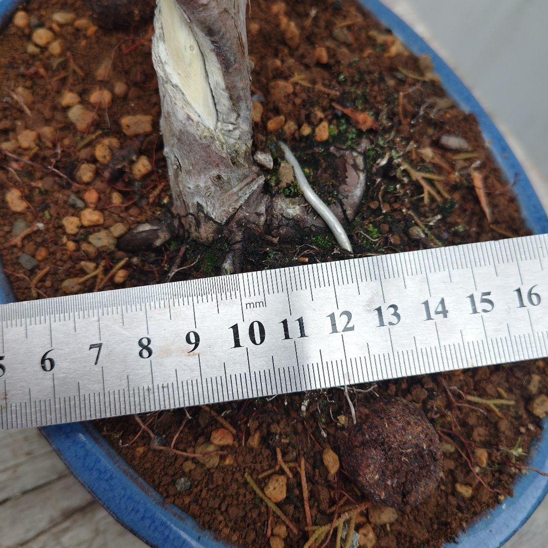 真柏（糸魚川）