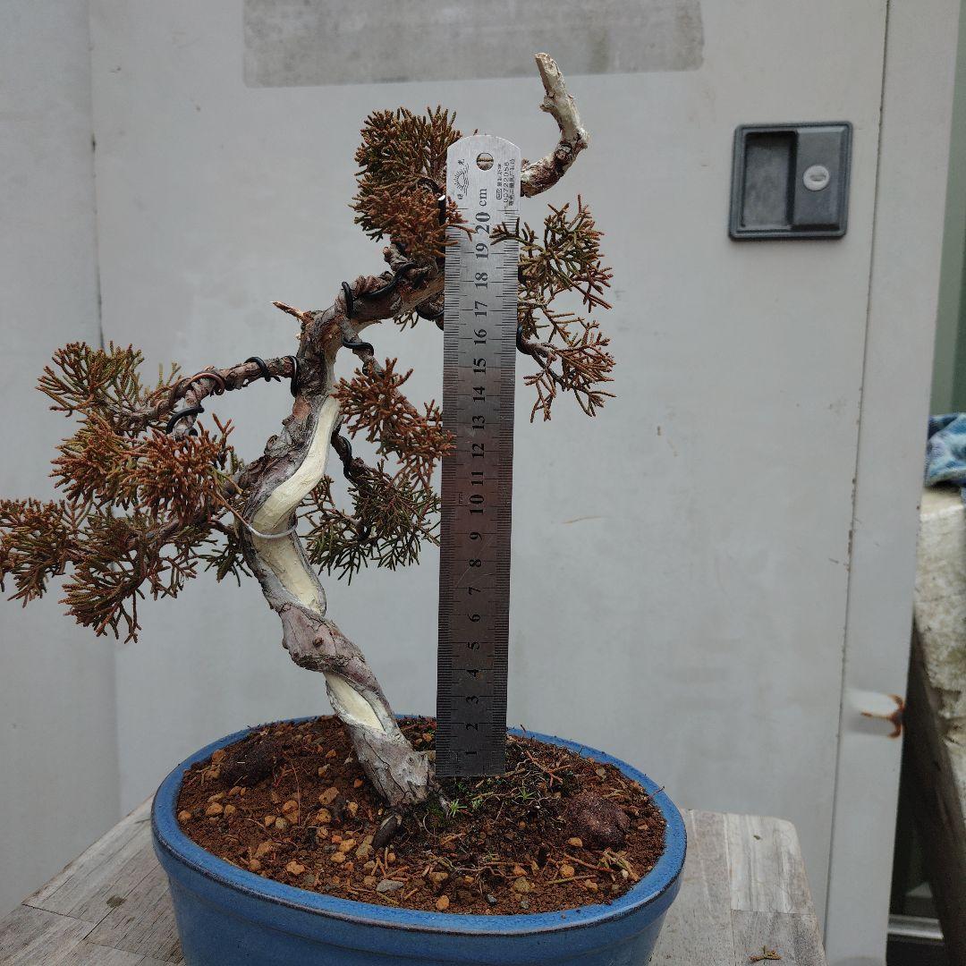 真柏（糸魚川）