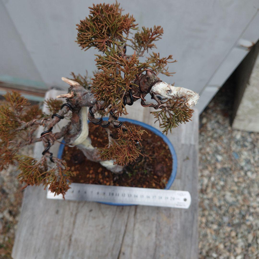 真柏（糸魚川）