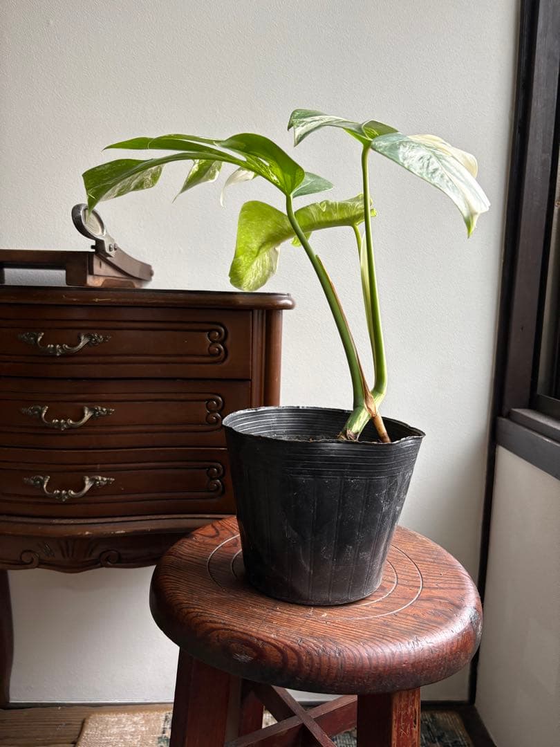 モンステラ ペッサム 斑入り バリエガータ 5号鉢