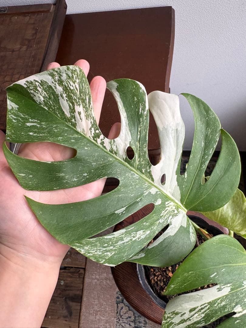 モンステラ ペッサム 斑入り バリエガータ 5号鉢
