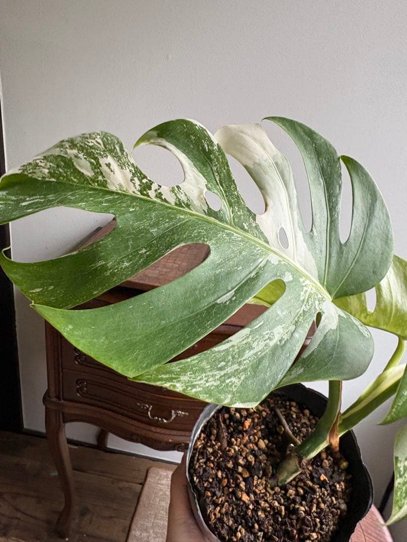 モンステラ ペッサム 斑入り バリエガータ 5号鉢