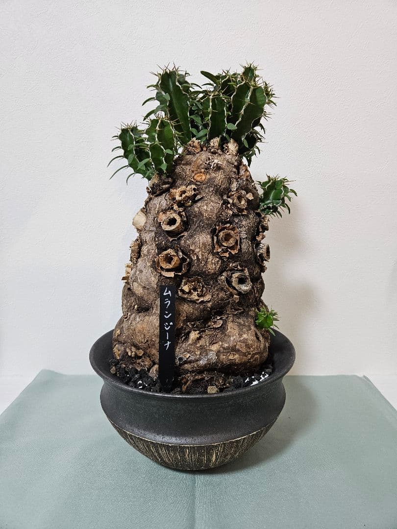 ムランジーナ　特大良形株