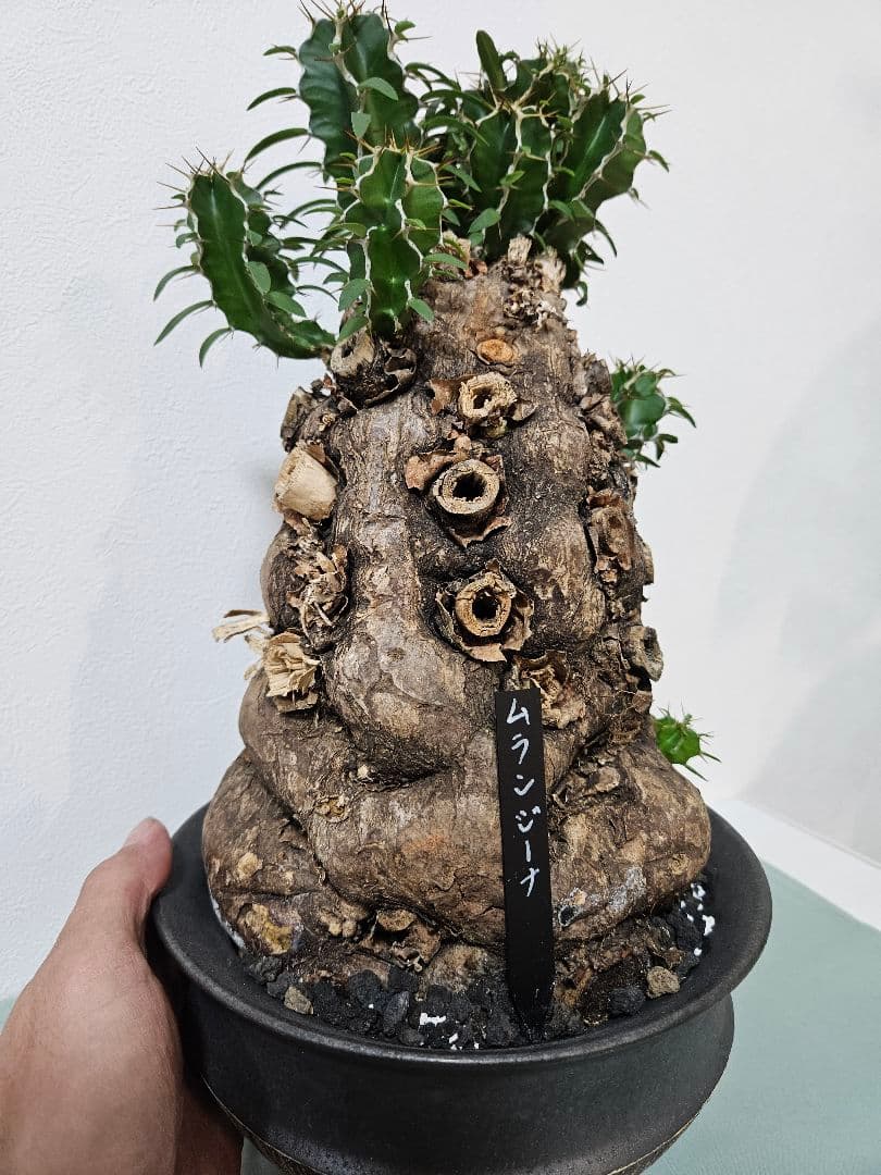 ムランジーナ　特大良形株