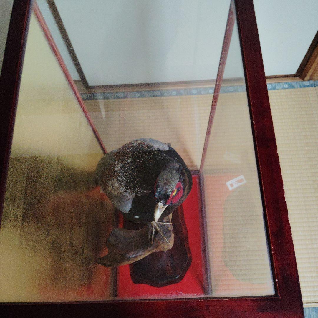 キジの剥製の 置物 ガラスケース入り❨直接引取り希望❩