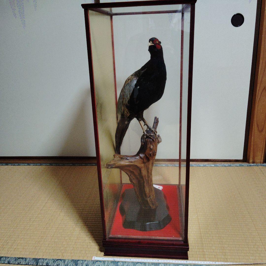 キジの剥製の 置物 ガラスケース入り❨直接引取り希望❩