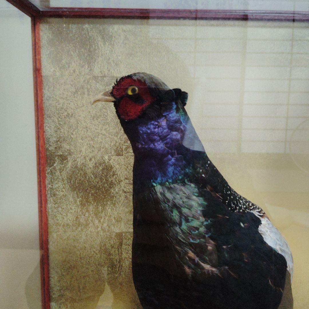 キジの剥製の 置物 ガラスケース入り❨直接引取り希望❩
