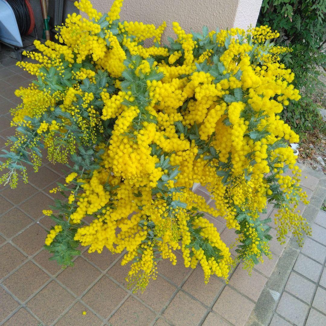 フレッシュミモザ 保水あり - メルカリ