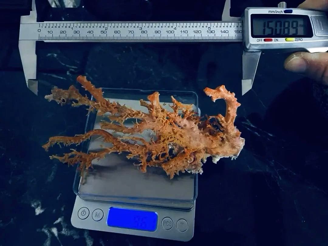 本珊瑚　桃珊瑚　置物珊瑚原木　宝石珊瑚　サンゴ　コーラル　ルース　重さ96g