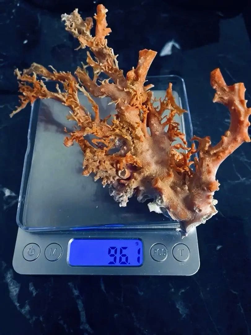 本珊瑚　桃珊瑚　置物珊瑚原木　宝石珊瑚　サンゴ　コーラル　ルース　重さ96g