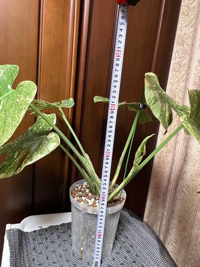 斑入りモンステラデリショーサダイアモンドレガシー - メルカリ