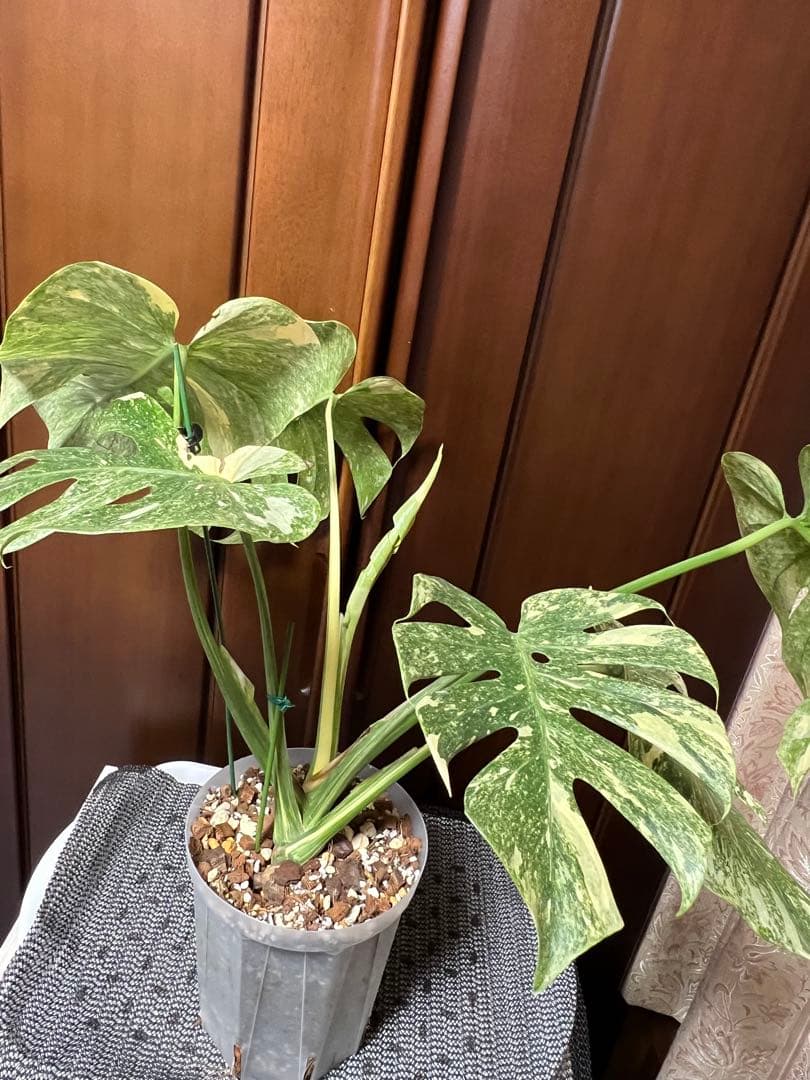 斑入りモンステラデリショーサダイアモンドレガシー - メルカリ