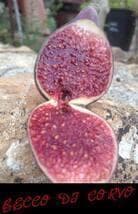 イチジク苗木 「BECCO DI CORVO」2-20 - メルカリ