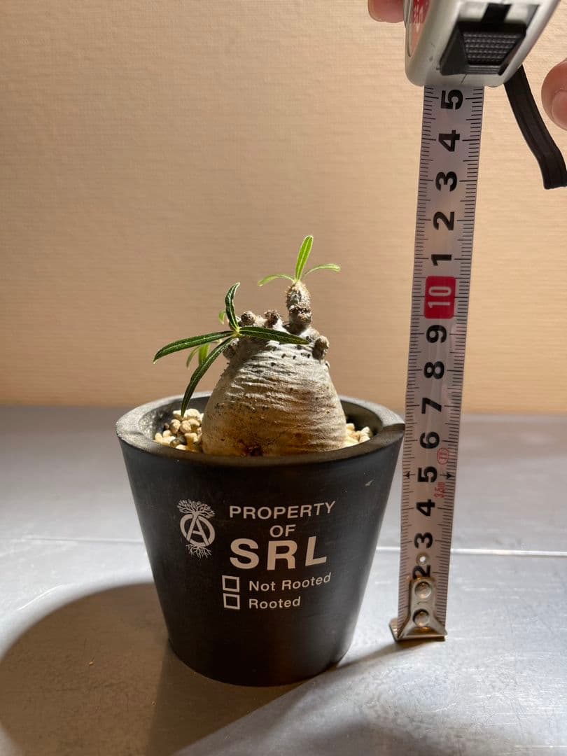 パキポディウム パキポディウムグラキリス 発根済 現地球 グラキリス