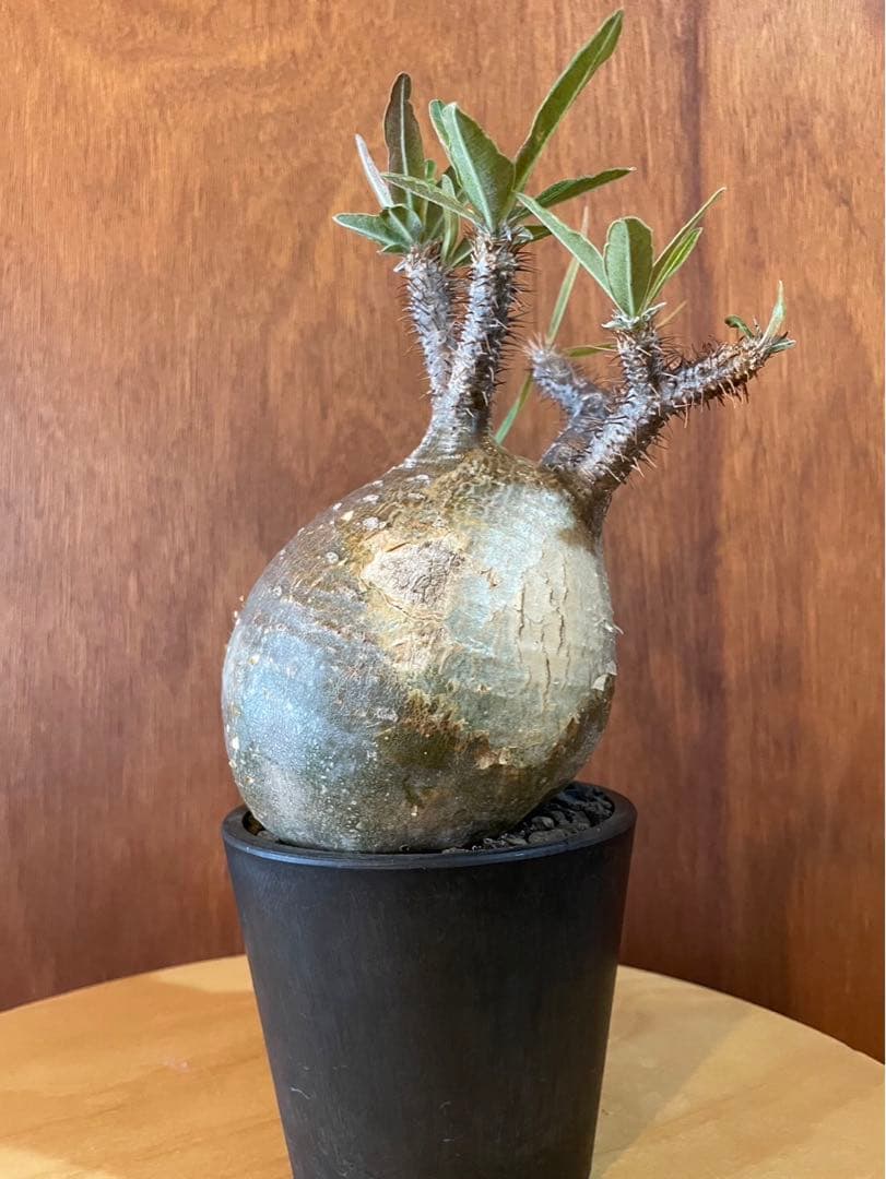 グラキリス　大大　塊根　現地球