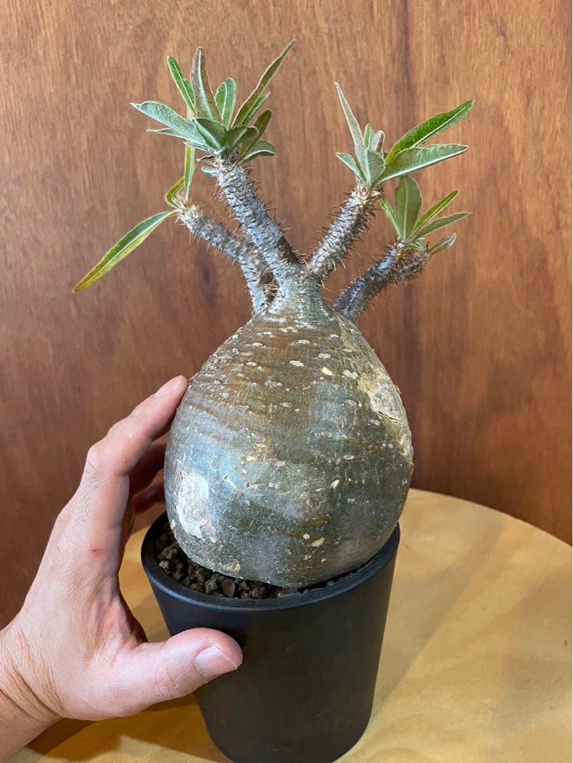 グラキリス　大大　塊根　現地球