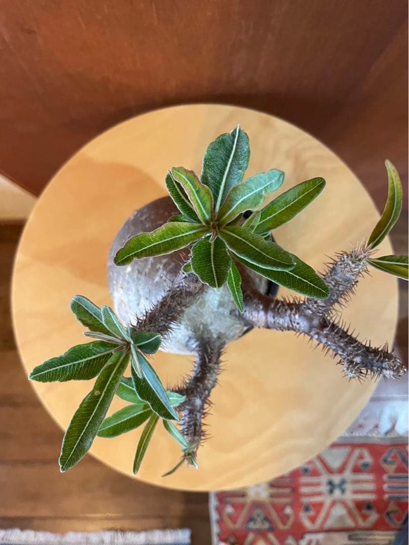 グラキリス　大大　塊根　現地球