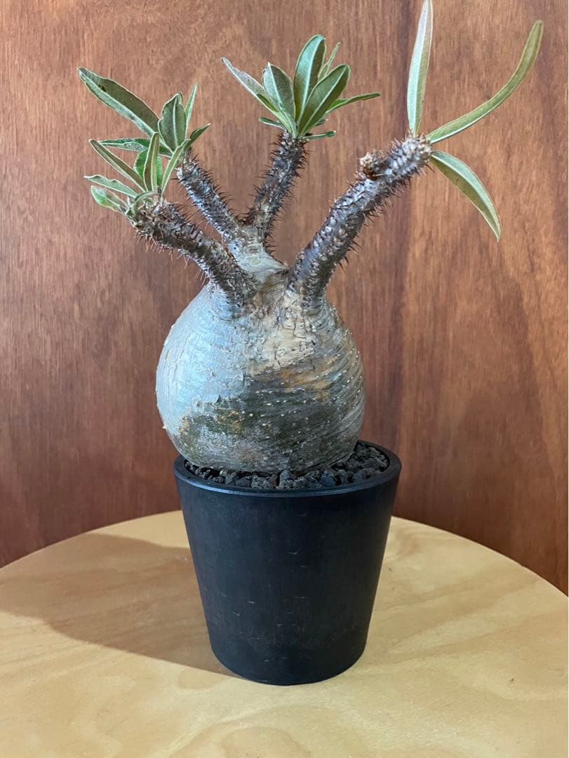 グラキリス　大大　塊根　現地球