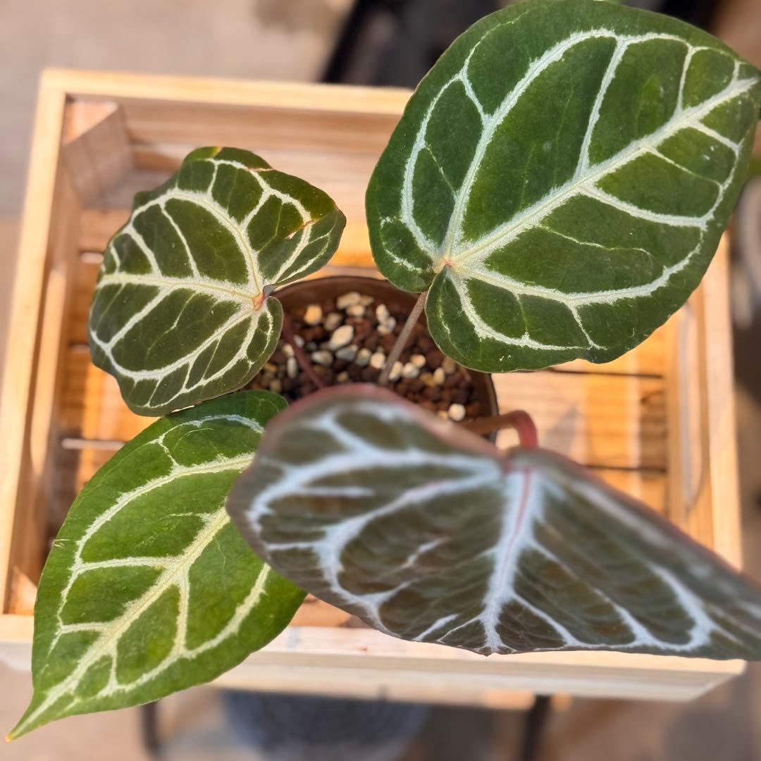 84 アンスリウム ピンクレモネード×ミシェル やっと入手した大人気