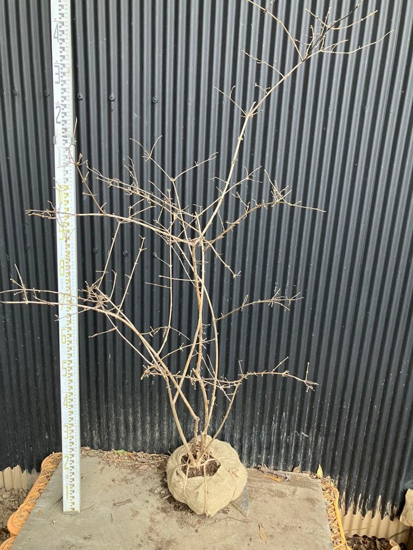 山採り　ウグイスカグラ