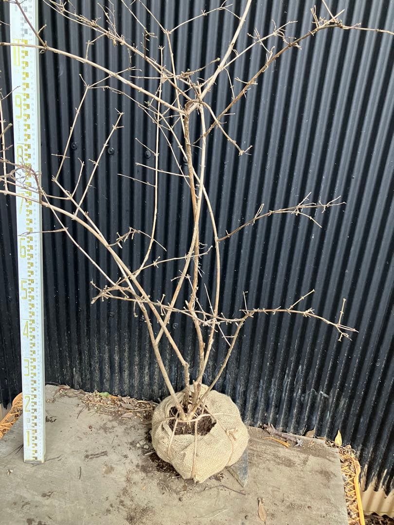 山採り　ウグイスカグラ