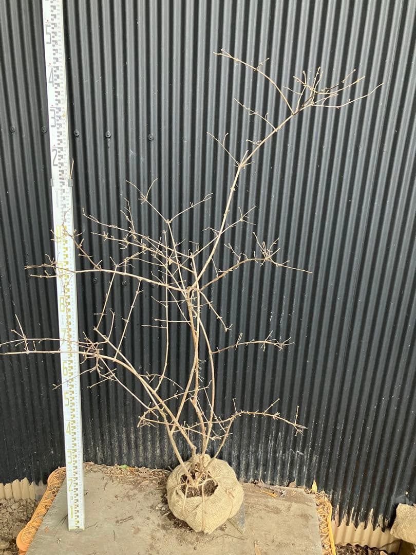 山採り　ウグイスカグラ