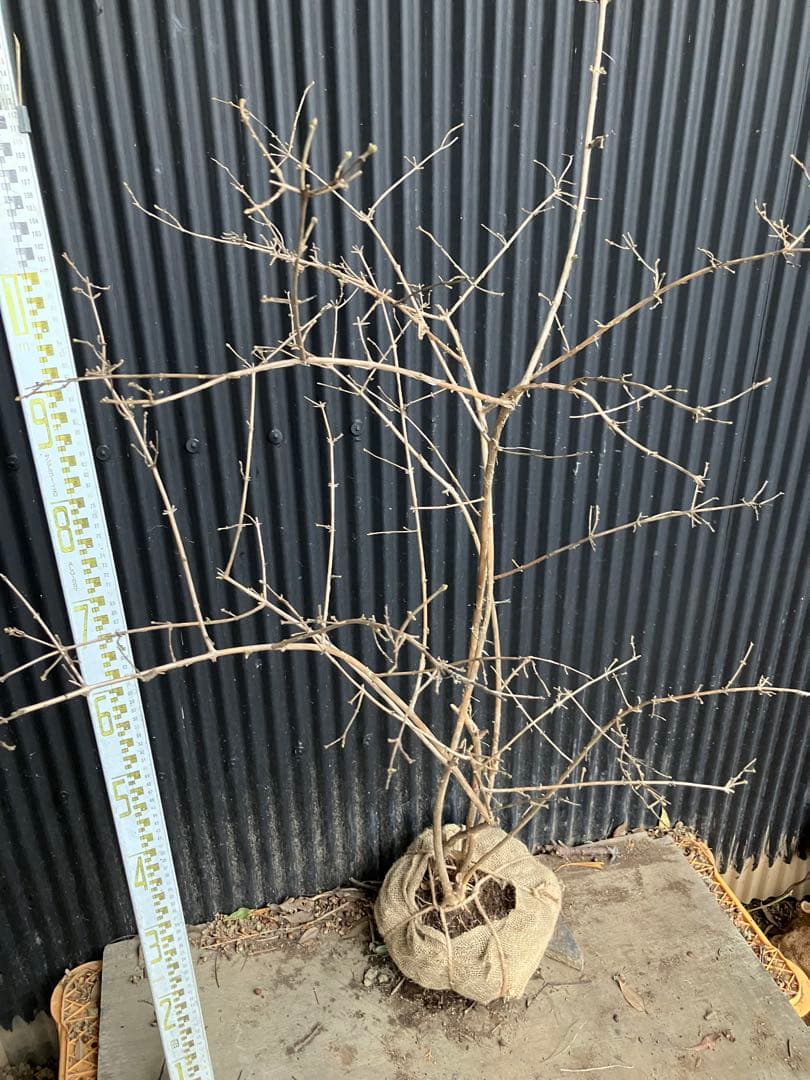 山採り　ウグイスカグラ