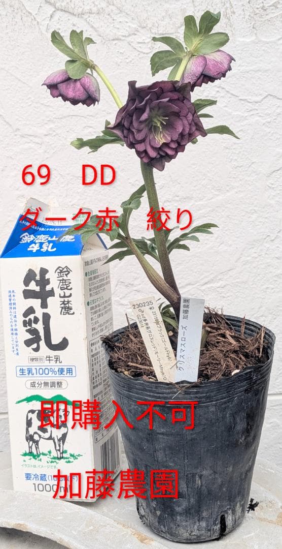 DD絞り ダークレッド系　（ブラック×グロスレッド・モーリーhyb）加藤農園