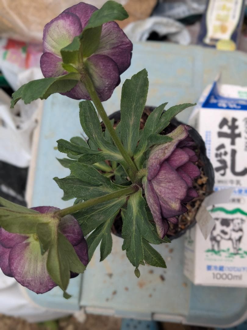 DD絞り ダークレッド系　（ブラック×グロスレッド・モーリーhyb）加藤農園