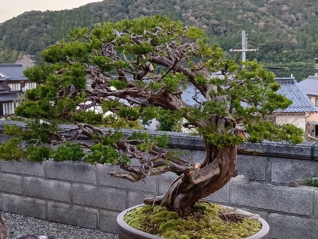 ‼️引き取り限定‼️ 糸魚川真柏 ‼️師走の大放出半価以下‼️今が超お買い得