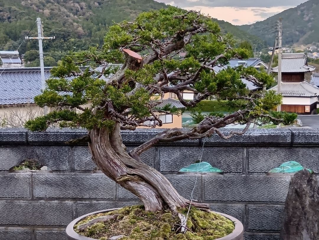 ‼️引き取り限定‼️ 糸魚川真柏 ‼️師走の大放出半価以下‼️今が超お買い得