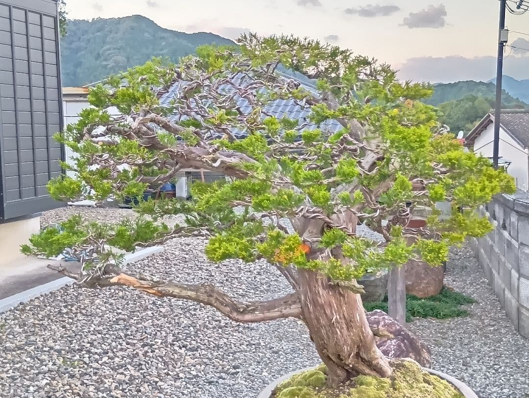 ‼️引き取り限定‼️ 糸魚川真柏 ‼️師走の大放出半価以下‼️今が超お買い得