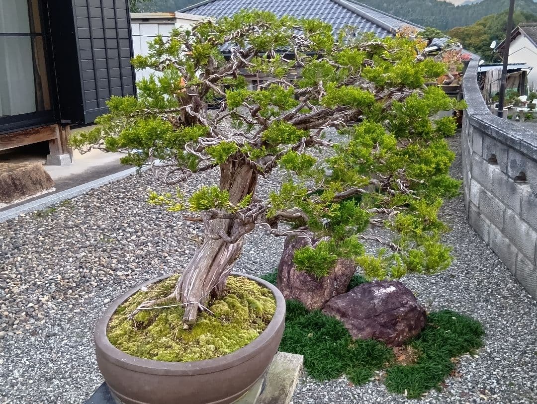 ‼️引き取り限定‼️ 糸魚川真柏 ‼️師走の大放出半価以下‼️今が超お買い得