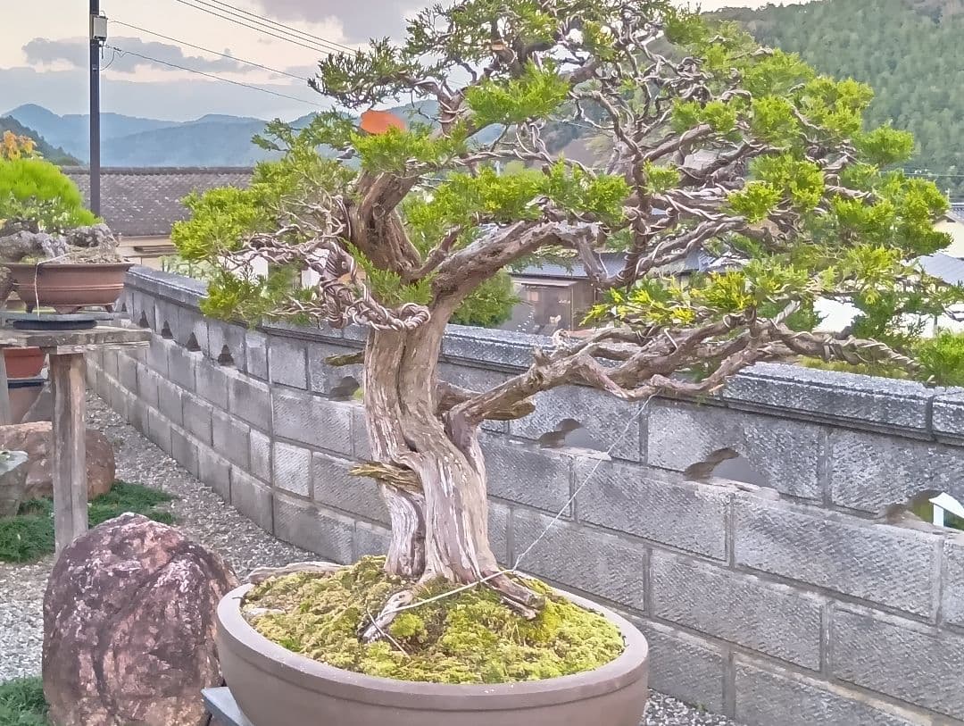 ‼️引き取り限定‼️ 糸魚川真柏 ‼️師走の大放出半価以下‼️今が超お買い得