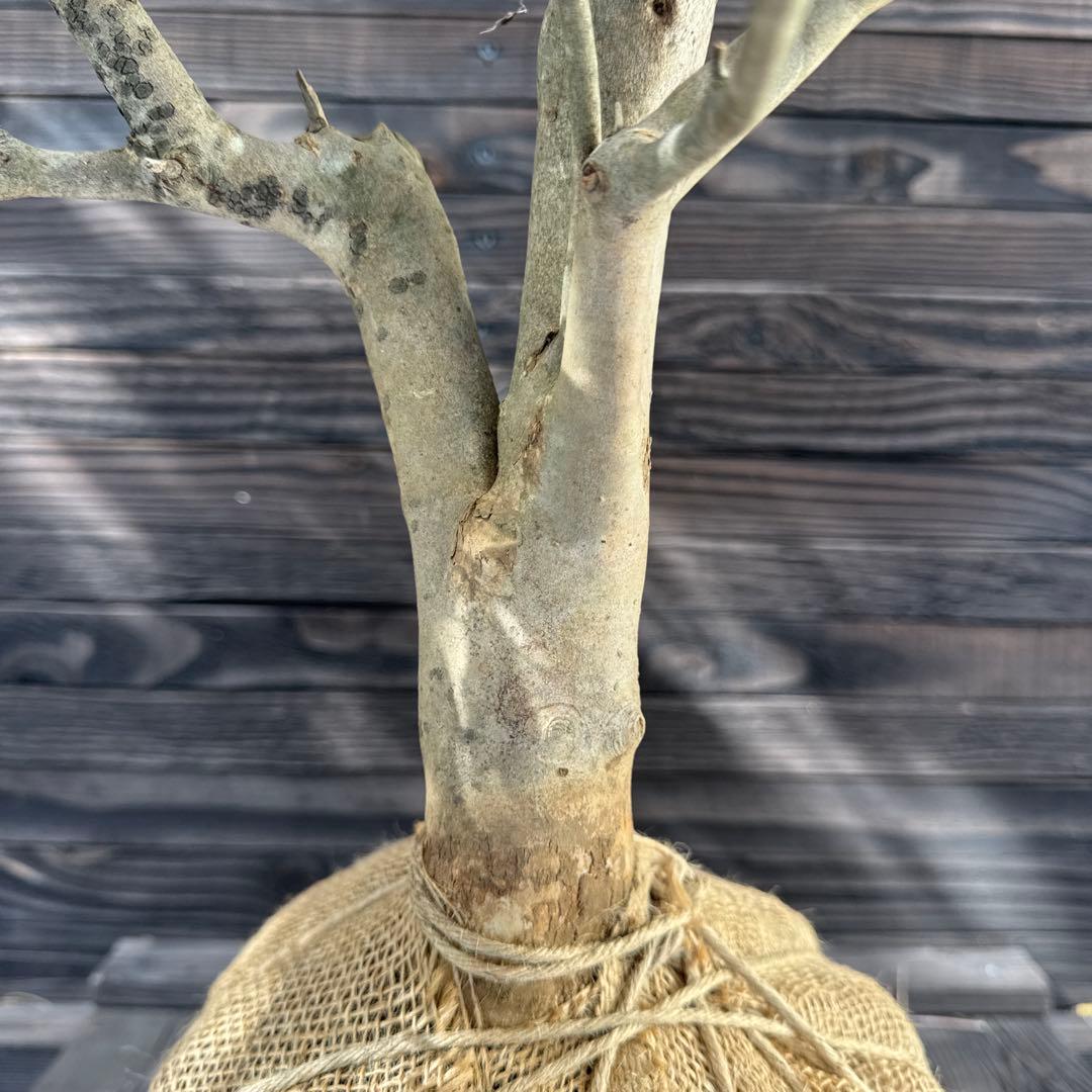 ドウダンツツジ/大株【現品発送】管理70738 - メルカリ